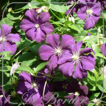 Clematis 'Etoile Violette'