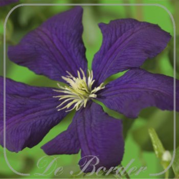 Clematis 'Etoile Violette'