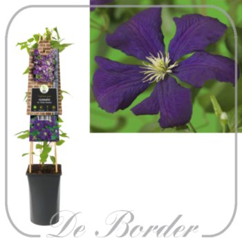Clematis 'Etoile Violette'