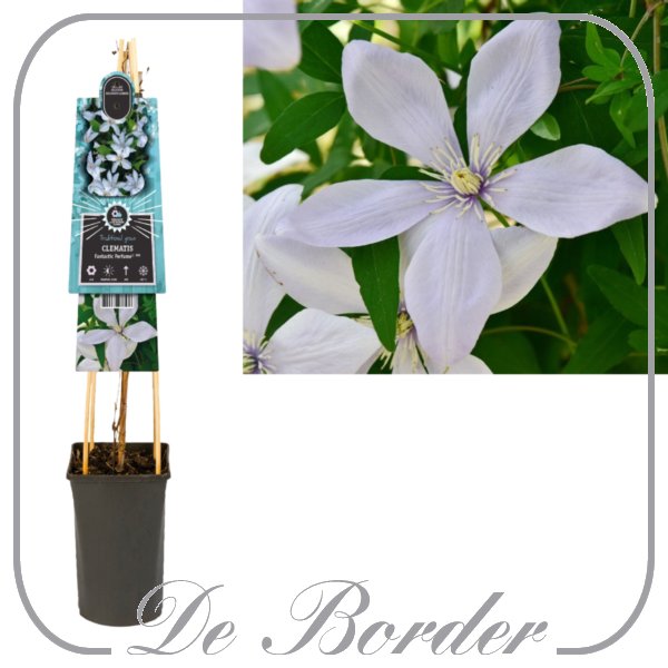 Clematis 'Fantastic Perfume'