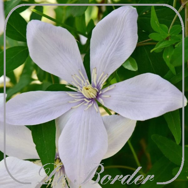 Clematis 'Fantastic Perfume'