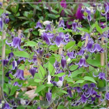 clematis-fascination-632 Clematis 'Fascination'