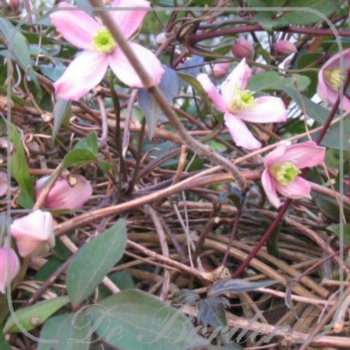 Clematis 'Fragrant Spring'
