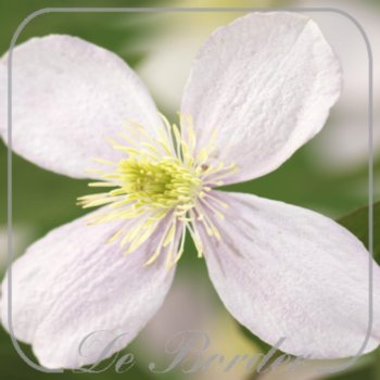 Clematis 'Fragrant Spring'