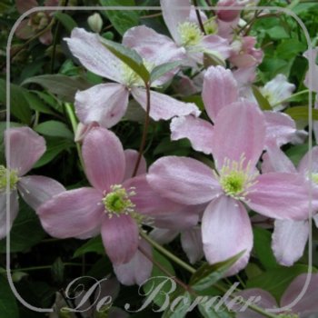 Clematis 'Fragrant Spring'