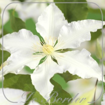 clematis-gladys-picard-265 Clematis 'Gladys Picard'