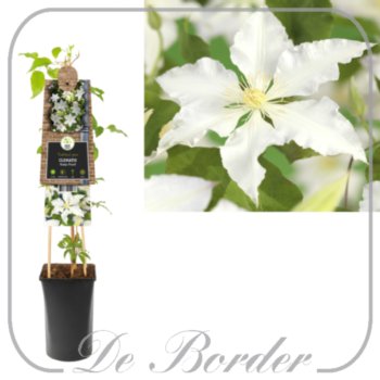 clematis-gladys-picard-267 Clematis 'Gladys Picard'