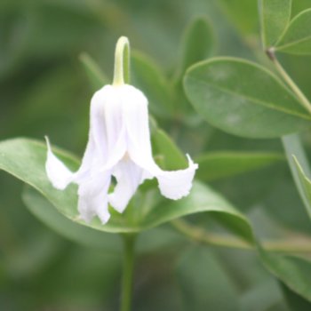 Clematis 'Gletschereis'