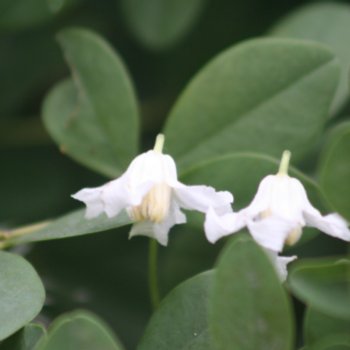 Clematis 'Gletschereis'