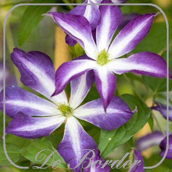 Clematis 'Glorious Cloud'