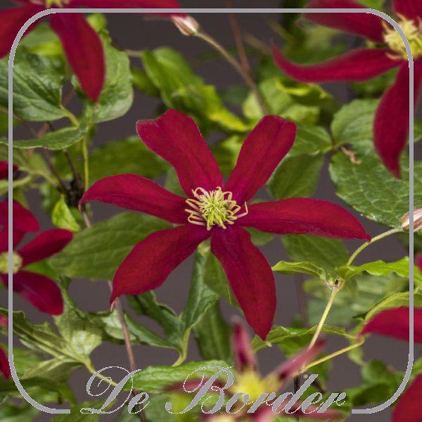 Clematis 'Glorious Red'