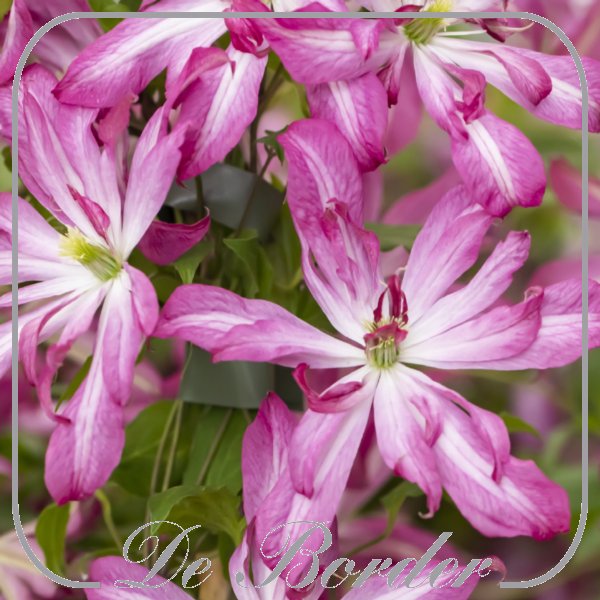 Clematis 'Glorious Surprise'