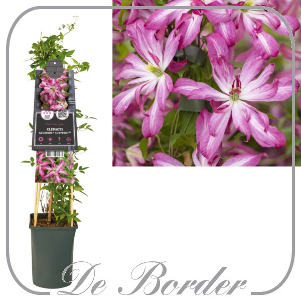 Clematis 'Glorious Surprise'