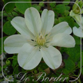 Clematis 'Guernsey Cream'