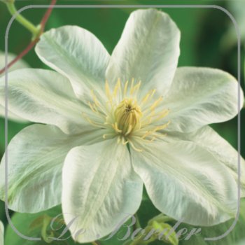 Clematis 'Guernsey Cream'