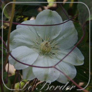 Clematis 'Guernsey Cream'