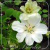 Clematis 'Guernsey Cream'