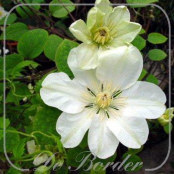 Clematis 'Guernsey Cream'