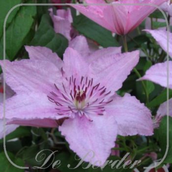 Clematis 'Hagley Hybrid'