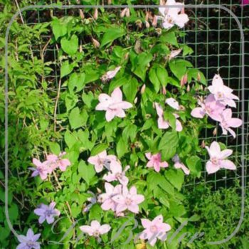 Clematis 'Hagley Hybrid'