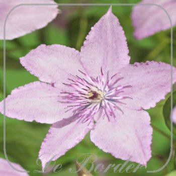 Clematis 'Hagley Hybrid'