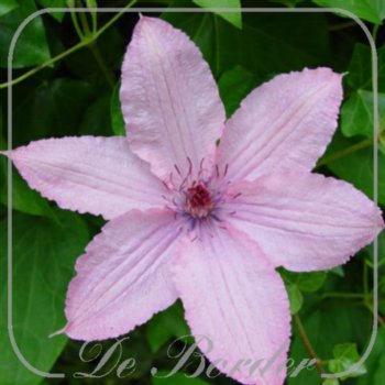 Clematis 'Hagley Hybrid'