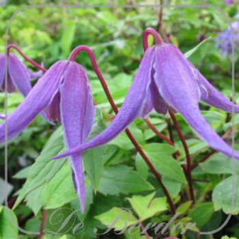 clematis-helsingborg-236 Clematis 'Helsingborg'