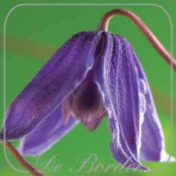 clematis-helsingborg-417 Clematis 'Helsingborg'