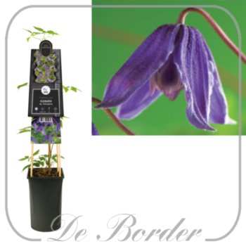 clematis-helsingborg-419 Clematis 'Helsingborg'