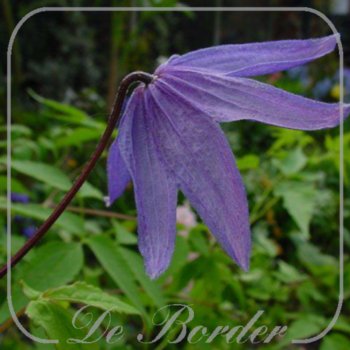 clematis-helsingborg-977 Clematis 'Helsingborg'