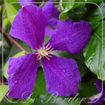 Clematis 'Jackmanii'