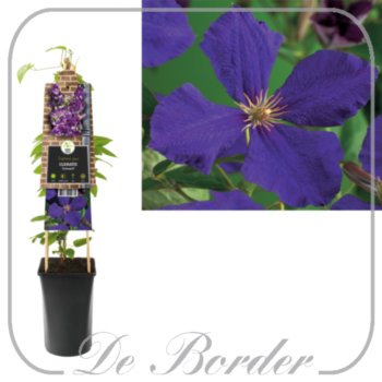 Clematis 'Jackmanii'