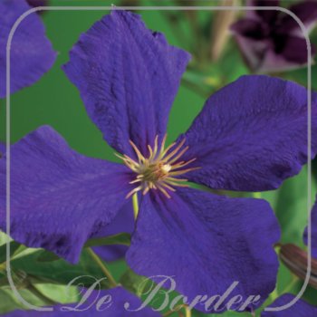 Clematis 'Jackmanii'