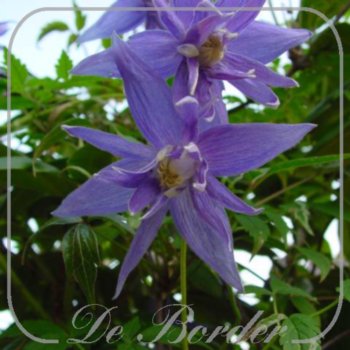 Clematis macropetala