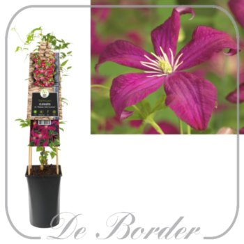 clematis-madame-julia-correvon-571 Clematis 'Madame Julia Correvon'