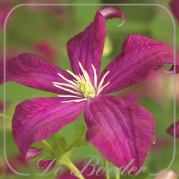 clematis-madame-julia-correvon-573 Clematis 'Madame Julia Correvon'