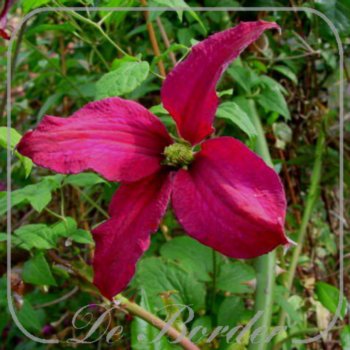 clematis-madame-julia-correvon-991 Clematis 'Madame Julia Correvon'
