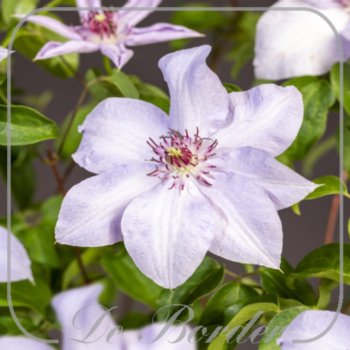 Clematis 'Magnificient Power'