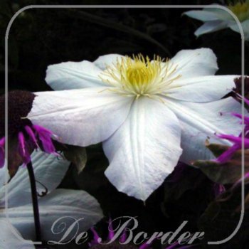 Clematis 'Mevrouw Le Coultre'