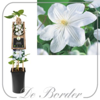 Clematis 'Mevrouw Le Coultre'