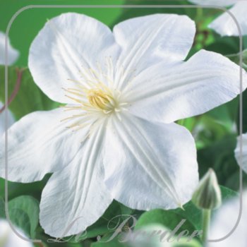 Clematis 'Mevrouw Le Coultre'