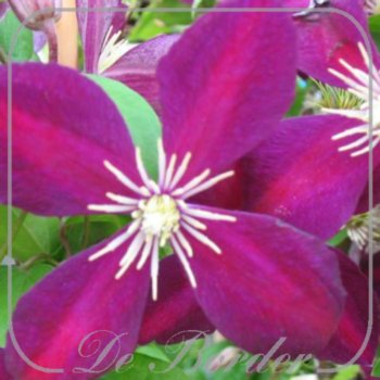 Clematis 'Mikelite'