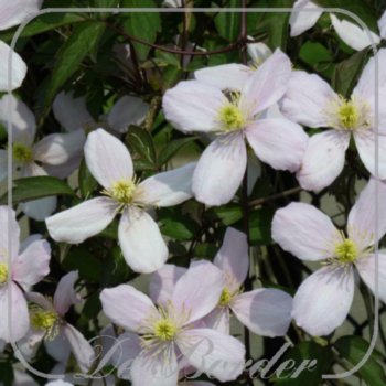 Clematis montana var. rubens