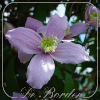 clematis-montana-var-rubens-530.jpg Clematis montana var. rubens
