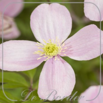 Clematis montana var. rubens