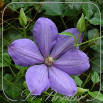 clematis-mrs-cholmondeley-278 Clematis 'Mrs Cholmondeley'
