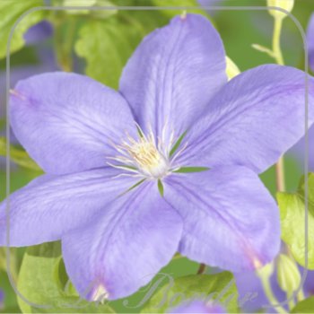 clematis-mrs-cholmondeley-307 Clematis 'Mrs Cholmondeley'