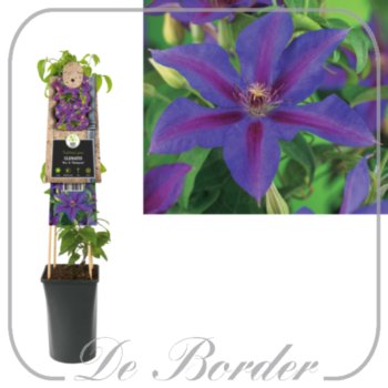 clematis-mrs-n-thompson-309 Clematis 'Mrs N. Thompson'