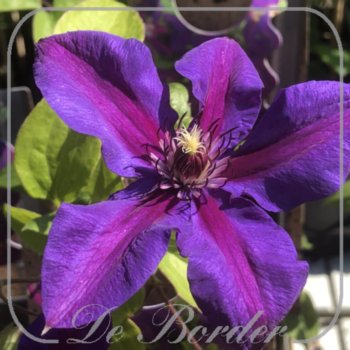 clematis-mrs-n-thompson-557 Clematis 'Mrs N. Thompson'