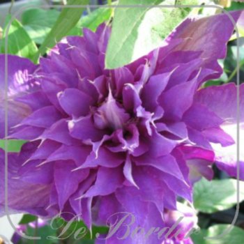 clematis-multi-blue-280 Clematis 'Multi Blue'